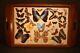 Rio De Janeiro Morpho Butterfly 25 X 15 Tray Inlaid Teak Excellent Condition