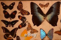 Rio De Janeiro MORPHO BUTTERFLY 25 X 15 TRAY INLAID TEAK EXCELLENT CONDITION