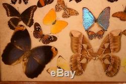 Rio De Janeiro MORPHO BUTTERFLY 25 X 15 TRAY INLAID TEAK EXCELLENT CONDITION